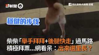 柴柴「舉手拜拜+後腿快走」過馬路　積極拜票...網看呆：出來選里長？