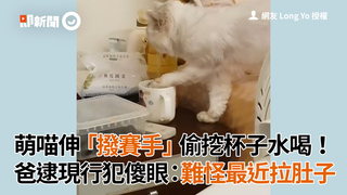 萌喵伸「撥賽手」偷挖杯子水喝！　爸逮現行犯傻眼：難怪最近拉肚子