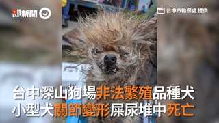 台中深山狗場非法繁殖品種犬　小型犬關節變形屎尿堆中死亡