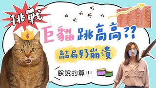 全台手播-貓跳高大考驗 結局超崩潰!!