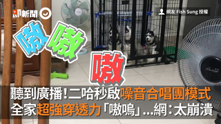聽到廣播！二哈秒啟噪音合唱團模式　全家超強穿透力「嗷嗚」...網：太崩潰