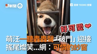 萌汪一聽轟轟聲「破門」迎接　搖尾燦笑...網：可憐的紗窗