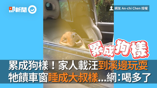 累成狗樣！家人載汪到溪邊玩耍　牠饋車窗睡成大叔樣...網：喝多了