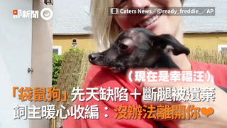 「袋鼠狗」先天缺陷＋斷腿被遺棄　飼主暖心收編：沒辦法離開你❤