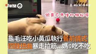 龜毛汪吃小黃瓜執行餐前儀式 四肢扭曲暴走拉筋...媽：吃不吃