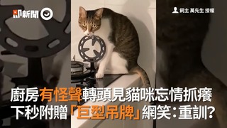 廚房有怪聲轉頭見貓咪忘情抓癢 下秒附贈「巨型吊牌」網笑：重訓？