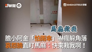 膽小阿金「怕雨傘」嚇瘋躲角落　哀怨臉直盯馬麻：快來救我啊