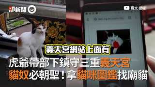 虎爺帶部下鎮守三重義天宮　貓奴必朝聖！拿貓咪圖鑑找廟貓