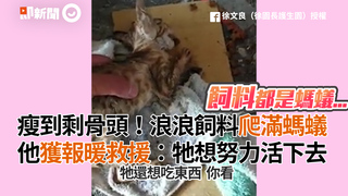 瘦到剩骨頭！浪浪飼料爬滿螞蟻　他獲報暖救援：牠想努力活下去