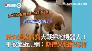黃金獵犬寶寶大戰掃地機器人！ 不敢靠近...網：期待又怕受傷害
