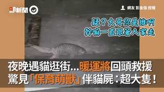 夜晚遇灰貓逛大街...暖運將回頭救 驚見「保育萌獸」伴貓屍：超大隻！