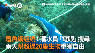 遭魚網纏繞！潛水員「電眼」搜尋　兩天幫超過20隻生物重獲自由