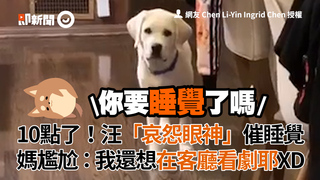 10點了！汪「哀怨眼神」催睡覺　媽尷尬：我還在客廳想看劇耶XD