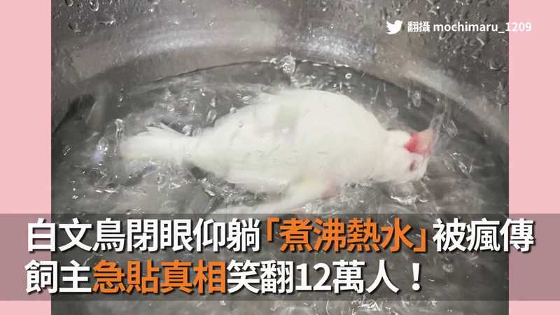 白文鳥閉眼仰躺「煮沸熱水」被瘋傳　飼主急貼真相笑翻12萬人！