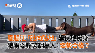 臘腸汪「肚肉貼地」學伏地挺身　狼狽耍賴笑翻萬人：姿勢合格？