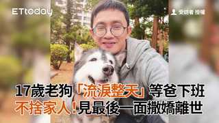 17歲老狗「流淚整天」等爸下班　不捨家人！見最後一面撒嬌離世
