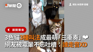 3色貓3種叫法成最萌「三重奏」❤　網友被電暈不忘吐槽：誰走音XD