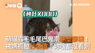 萌貓露毛毛尾巴鬼祟翻塑膠袋！　被媽抓包秒裝傻：妳啥都沒看到