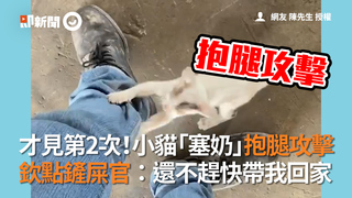 才見第2次！小貓「塞奶」抱腿攻擊  欽點鏟屎官：還不趕快帶我回家