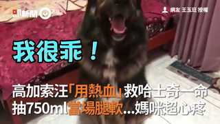 高加索汪「用熱血」救哈士奇一命 抽750ml當場腿軟...媽咪超心疼