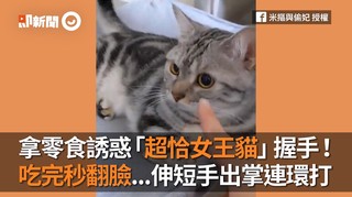 拿零食誘惑「超恰女王貓」握手！吃完秒翻臉...伸短手出掌連環打