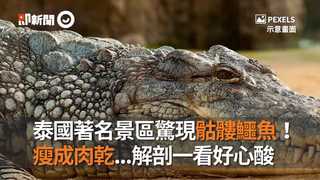 泰國著名景區驚現骷髏鱷魚！瘦成肉乾...解剖一看好心酸