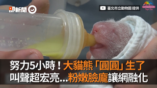 努力5小時！大貓熊「圓圓」生了　叫聲超宏亮...粉嫩臉龐讓網融化