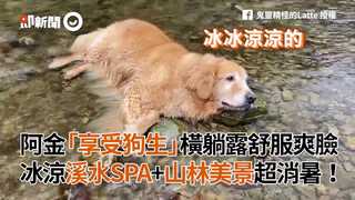 阿金「享受狗生」橫躺露舒服爽臉 冰涼溪水SPA+山林美景超消暑！