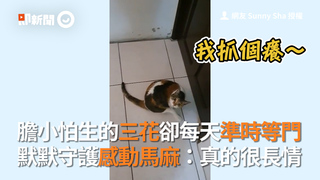 膽小怕生的三花卻每天準時等門 默默守護感動馬麻：真的很長情