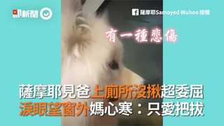 薩摩耶見爸上廁所沒揪超委屈 淚眼望窗外媽心寒：只愛把拔