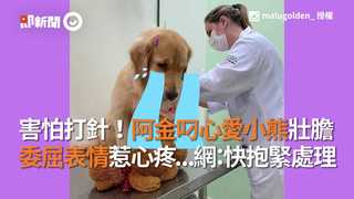 害怕打針！阿金叼心愛小熊壯膽 委屈表情惹心疼...網：快抱緊處理