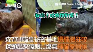森77！喵皇祕密基地遭臘腸狂咬 探頭出來傻眼...爆氣揮貓拳伺候