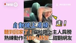 聽到回家了！貓秒跳上主人肩膀　熟練動作+100%默契...甜翻網友