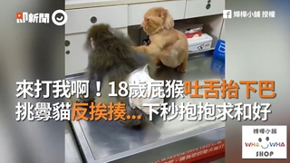 來打我啊！18歲屁猴吐舌抬下巴　挑釁貓反挨揍...下秒抱抱求和好