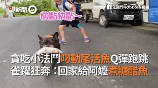 貪吃小法鬥叼動尾活魚Q彈跑跳 雀躍狂奔：回家給阿嬤煮糖醋魚