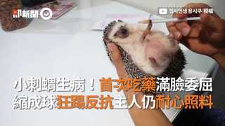 小刺蝟生病！首次吃藥滿臉委屈 縮成球狂踢反抗主人仍耐心照料