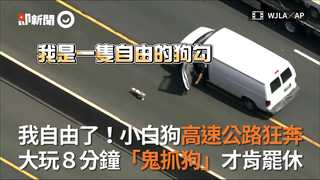 我自由了！小白狗高速公路狂奔　大玩8分鐘「鬼抓狗」才肯罷休