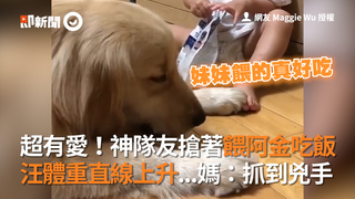 超有愛！神隊友搶著餵阿金吃飯　汪體重直線上升...媽：抓到兇手