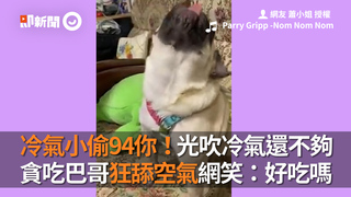 冷氣小偷94你！光吹冷氣還不夠 貪吃巴哥狂舔空氣網笑：好吃嗎