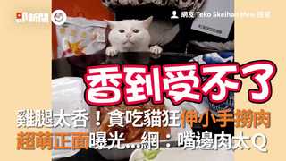 雞腿太香！貪吃貓狂伸小手撈肉 超萌正面曝光...網嘴邊肉太Q