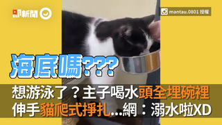 想游泳了？主子喝水頭全埋碗裡　伸手貓爬式掙扎...網：溺水啦XD