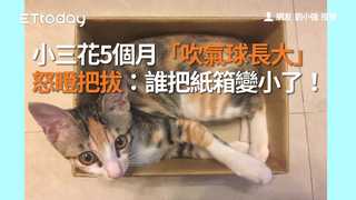 小三花5個月「吹氣球長大」怒瞪把拔：誰把紙箱變小了！