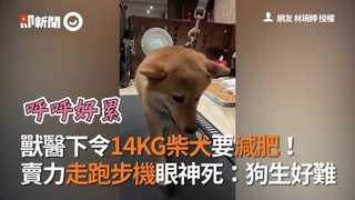 獸醫下令14KG柴犬要減肥！　賣力走跑步機眼神死：狗生好難