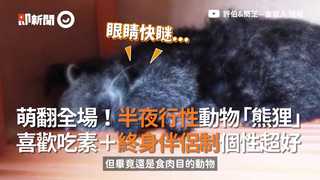 萌翻全場！半夜行性動物「熊狸」 喜歡吃素＋終身伴侶制個性超好