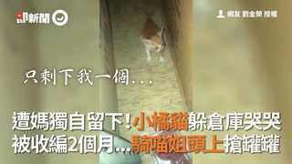 遭媽獨自留下！小橘貓躲倉庫哭哭　被收編2個月...騎喵姐頭上搶罐罐