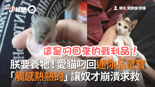 朕要養牠！愛貓叼回迷你品鼠寶　「觸感熱熱的」讓奴才崩潰求救