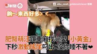肥臀萌汪鑽車廂找心愛「小黃金」下秒激動搖尾叼出：沒你睡不著❤