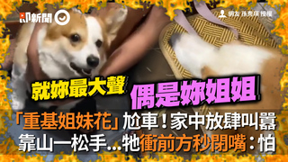 「重基姐妹花」尬車！家中放肆叫囂　靠山一松手...牠衝前方秒閉嘴：怕