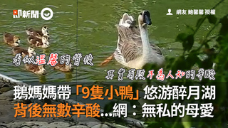 鵝媽媽帶「9隻小鴨」悠游醉月湖 背後無數辛酸...網：無私的母愛