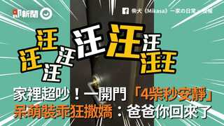 家裡超吵！一開門「4柴秒安靜」　呆萌裝乖狂撒嬌：爸爸你回來了